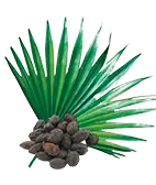 Saw palmetto